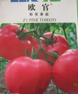 供应欧官—番茄种苗