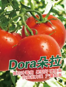 供应朵拉—番茄种子