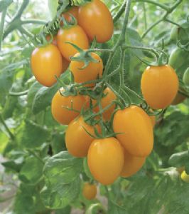 供应黄太子（抗TY）—番茄种子