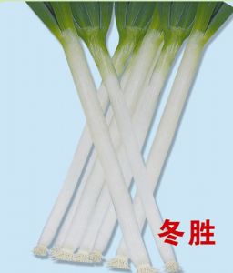 供应日本冬胜（进口）葱种子