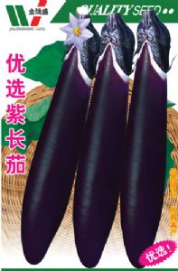 供应优选紫长茄—茄子种子
