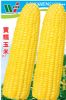 供应黄糯玉米—菜用玉米种子