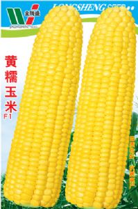 供应黄糯玉米—菜用玉米种子