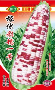 供应稼优彩糯一号-玉米种子