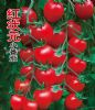 供应红状元-番茄种子