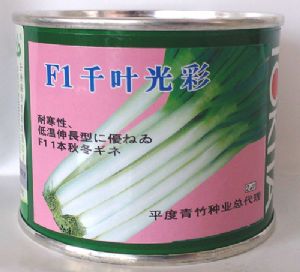 供应F1千叶光彩——日本大葱种子