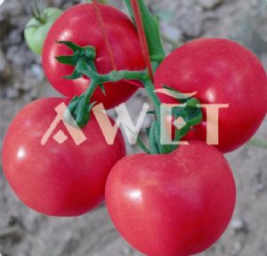供应珍妮特-番茄种子
