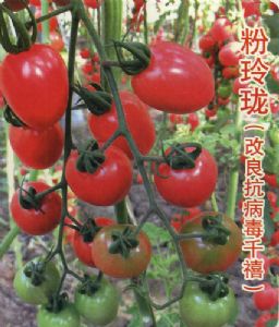 供应粉玲珑—番茄种子