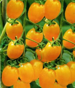 供应金福—番茄种子
