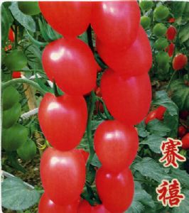 供应赛禧—番茄种子