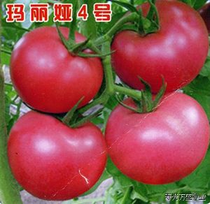 供应玛丽娅4号—番茄种子