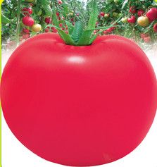 供应顶粉—番茄种子
