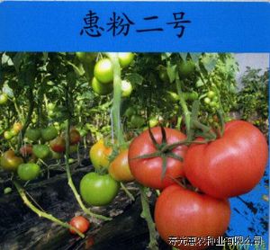 供应惠粉二号番茄种子