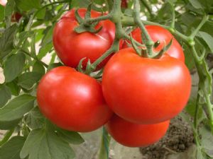 供应优质番茄—双赢蔬菜