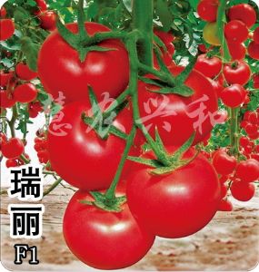 供应瑞丽—番茄种子