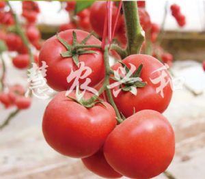 供应欧琳娜—番茄种子