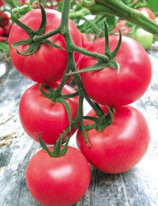 供应凯旋518—番茄种子