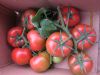 供应美迪—番茄种子