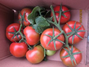 供应美迪—番茄种子