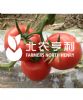 供应艾比（高抗TY）—番茄种子