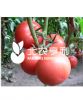 供应提拉米苏（高抗TY）—番茄种子