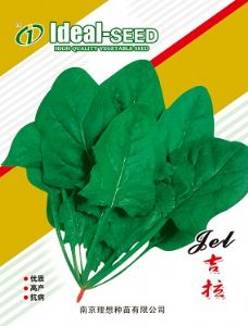 供应吉 拉—菠菜种子