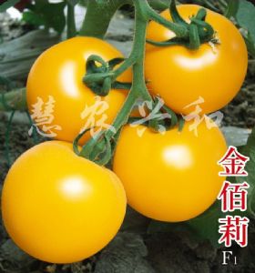 供应金佰莉—番茄种子