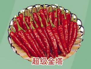供应超级金塔-辣椒种子