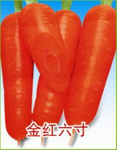 供应金红六寸-胡萝卜种子