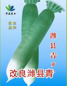 供应改良潍县青-青萝卜种子