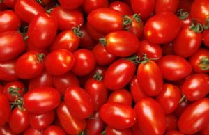 供应优质西红柿