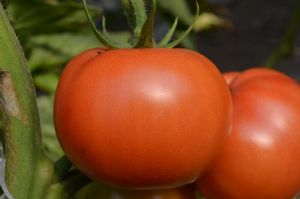 供应欧美—番茄种子