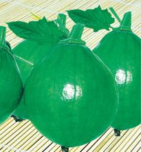 供应美绿球-南瓜种子