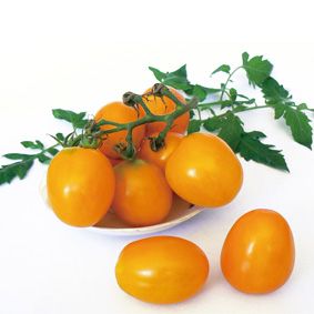 供应黄丁番茄-番茄种子