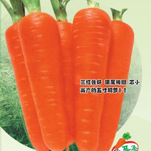 供应红龙五寸-胡萝卜种子