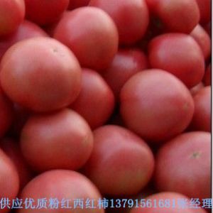 供应优质粉红西红柿