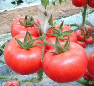 供应优质西红柿种子-安吉丽娜