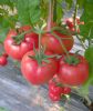 供应越夏西红柿种子-宙斯盾