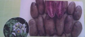供应紫玫瑰1号—马铃薯种子