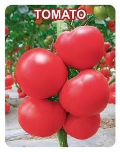 供应天娇七号-番茄种子