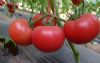 供应各类番茄种子