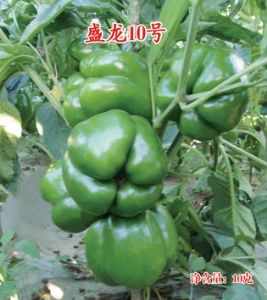 供应盛龙10号—甜椒种子