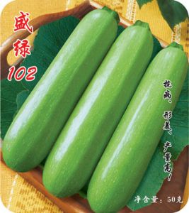 供应盛绿102—西葫芦种子
