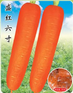 供应盛红六寸—胡萝卜种子