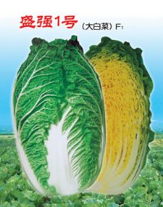供应盛强1号—白菜种子