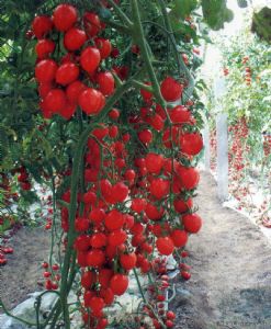 供应红鲜1号F1—番茄种子
