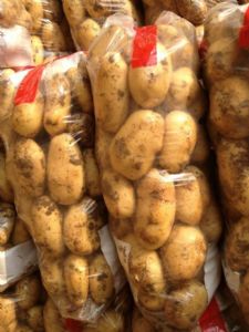 供应土豆（马铃薯）