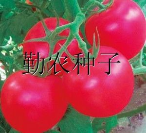 供应安丰抗病王番茄种子