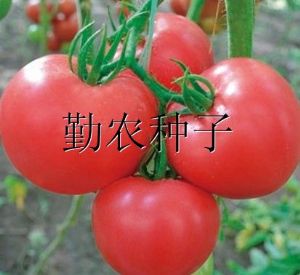 供应浩美007番茄种子