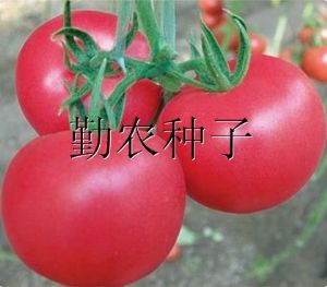 供应浩美001番茄种子